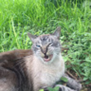 Meet your Posher, Bee